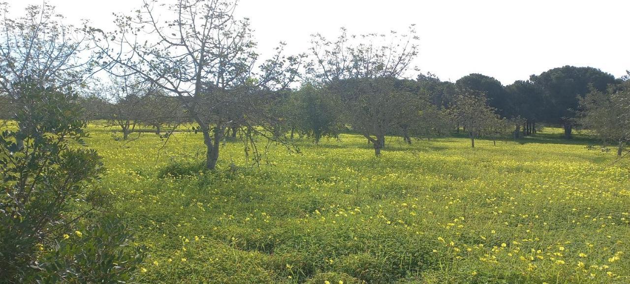 Casa Do Pinheiro - Parque Natural Da Ria Formosa. تافيرا المظهر الخارجي الصورة