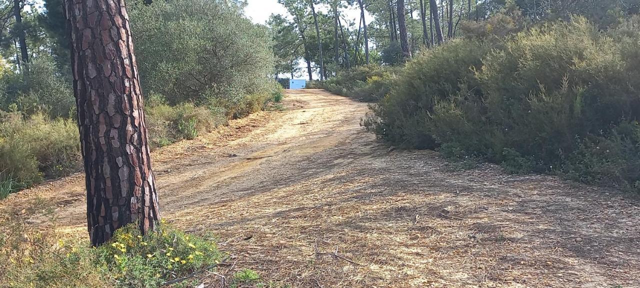 Casa Do Pinheiro - Parque Natural Da Ria Formosa. تافيرا المظهر الخارجي الصورة