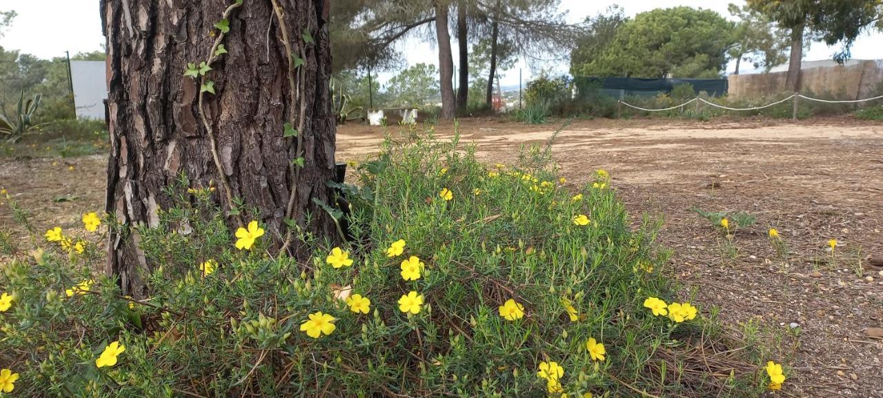 Casa Do Pinheiro - Parque Natural Da Ria Formosa. تافيرا المظهر الخارجي الصورة