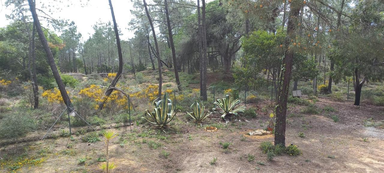 Casa Do Pinheiro - Parque Natural Da Ria Formosa. تافيرا المظهر الخارجي الصورة